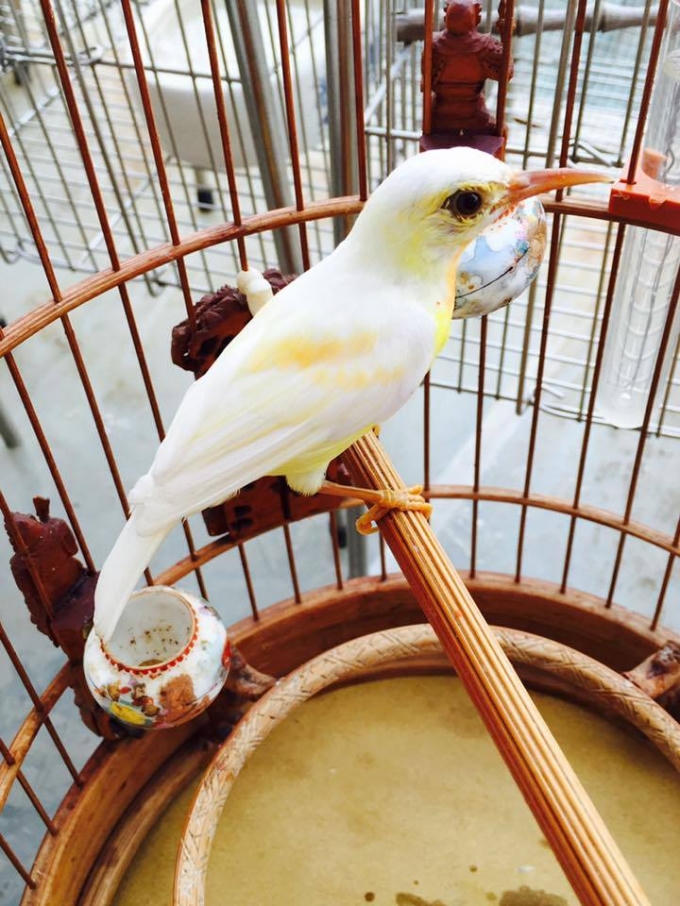 Hiện tại, anh Chương đang sở hữu 2 chú chim hút mật. Mỗi con có giá 100 triệu đồng.