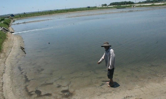 Nhiều hồ nuôi tôm bỏ hoang vì dịch bệnh.