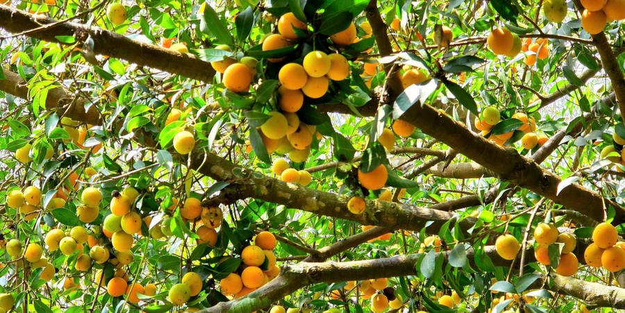 Trái thanh trà có kích thước nhỏ, vỏ mỏng, khi chín có màu vàng, mùi thơm nhẹ.