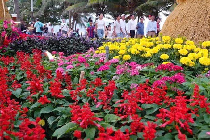 Muôn hoa rực rỡ khoe sắc trên đường hoa biển (Ảnh: XUÂN QUỲNH).