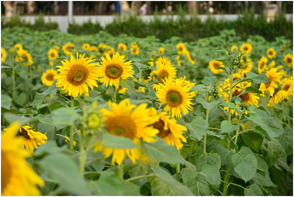 Nhìn vườn hoa trông như một chiếc thảm khồng lồ đang hướng về mặt trời