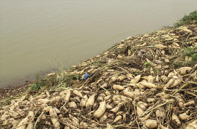 Thậm chí người dân còn phải thuê người dọn ruộng, mang củ cải đi vứt bỏ với mức giá 1 - 1,5 triệu đồng/sào.