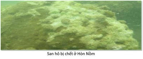 Đáy biển miền Trung ra sao sau sự cố môi trường?