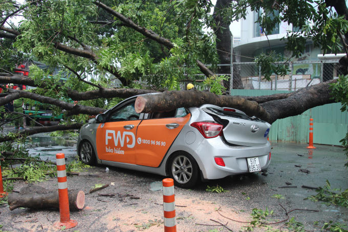 Chiếc uber car bị thân cây đè nát.