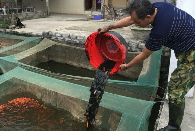 Ông Lê Hữu Thọ, làng Tân Cổ, xã Quảng Tân vừa hoàn thành việc thu hoạch khoảng 5 tạ cá chép vàng.