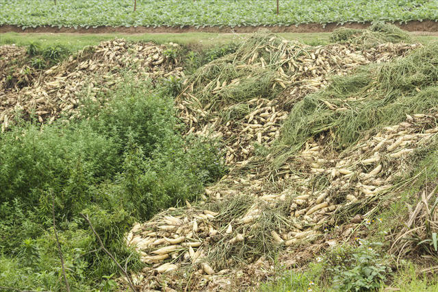 Nhiều gia đình cũng như thương lái cho biết, họ đã phải vứt bỏ hàng mẫu ruộng trồng củ cải trắng cũng như thua lỗ cả trăm triệu đồng.