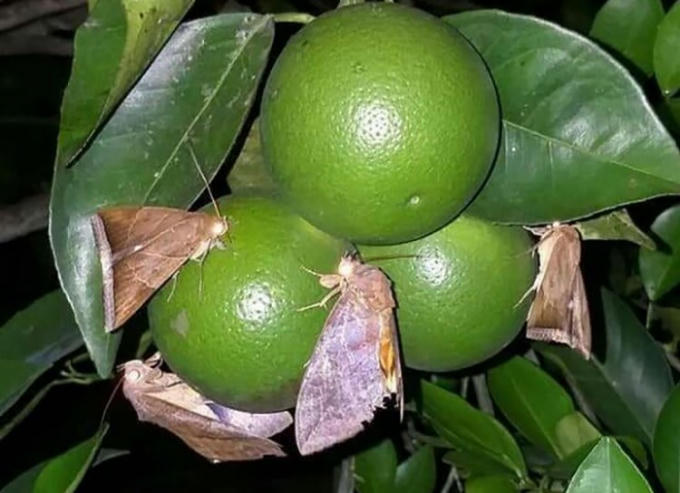 aaa