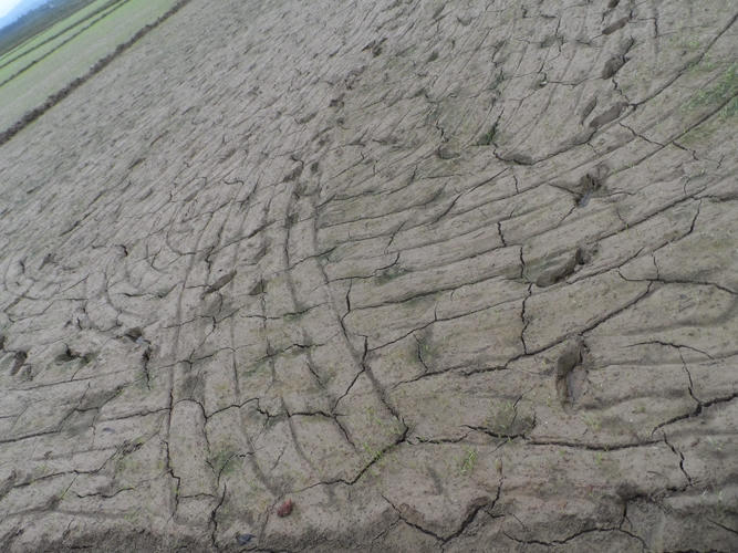 Mặc d&ugrave; xuống giống gần một th&aacute;ng nhưng đất vẫn trơ trụi v&agrave; hoang trắng.