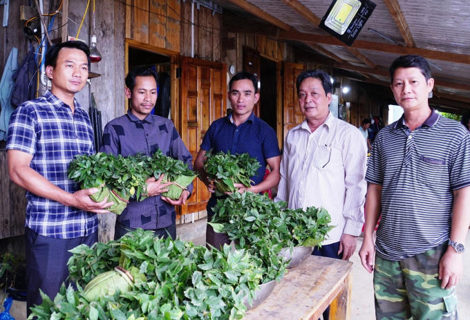 Cấp sâm giống Ngọc Linh cho người dân Nam Trà My. Ảnh: H.T