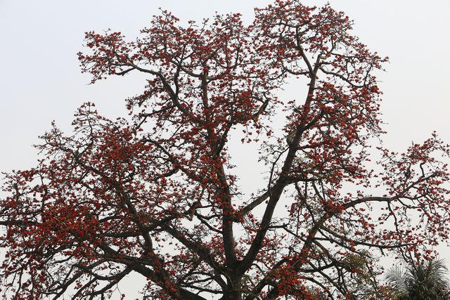 Khi gạo ra hoa, quan sát thấy chỉ một màu đỏ rực, rất ít màu xanh của cây.