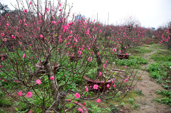 Tại vườn đào nhà ông Nguyễn Văn Nam, các gốc đào đã nở hoa đỏ rực. Chủ vườn cho biết, nếu nở đúng vào dịp Tết, mỗi gốc đào sẽ có giá từ 10 - 15 triệu đồng.