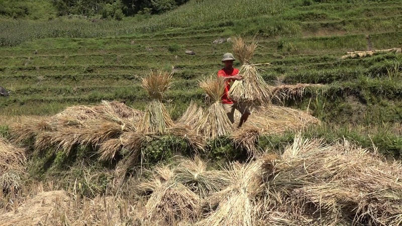 Rơm nếp cái hoa vàng được dùng làm giấy bản (Ảnh: Thanh niên)