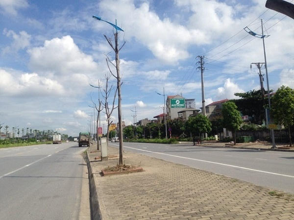 Những cây xanh đã chết và dường như không có dấu hiệu chăm sóc.