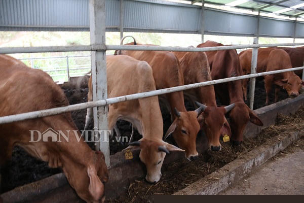 nuoi 100 con bo 3b to bu, ba van xom voi loi 2 ty dong moi nam hinh anh 2