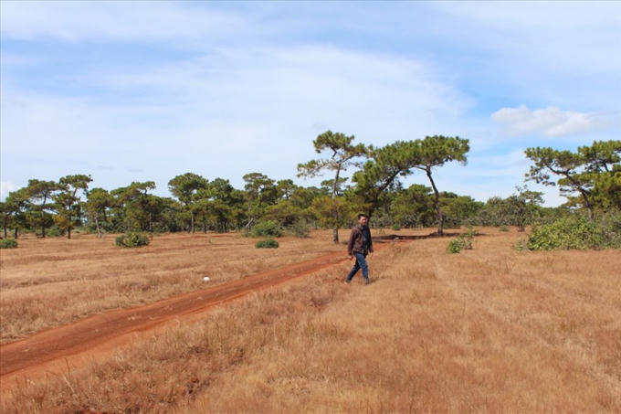 Tỉnh Gia Lai dự kiến san phẳng gần 4.000 c&acirc;y th&ocirc;ng để x&acirc;y s&acirc;n golf. Ảnh Đ&Igrave;NH VĂN