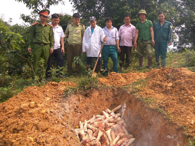 Trạm kiểm dịch động vật tại xã Hoa Thám (Nguyên Bình) tiêu hủy số thịt lợn đã thu giữ. (Ảnh: Baocaobang.vn).