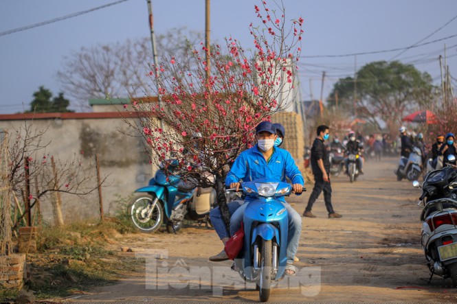 Đào bung nở, làng Nhật Tân nghẽn lối vào ngày cận Tết - ảnh 6