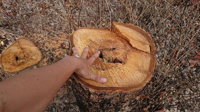 Cơ quan chức năng đã tiến hành kiểm đếm, đồng thời đánh số lên từng cây bị đốn hạ