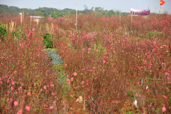 Đào nở sớm, người trồng đào Nhật Tân thấp thỏm lo...