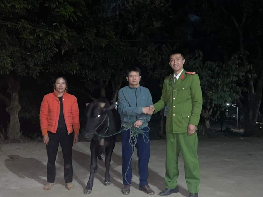 Công an huyện Vân Hồ trao trả con trâu bị đối tượng Huân trộm cho vợ chồng anh Nhung.