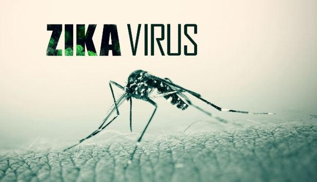 Muỗi vằn là loại muỗi truyền virus Zika. Ảnh: minh họa