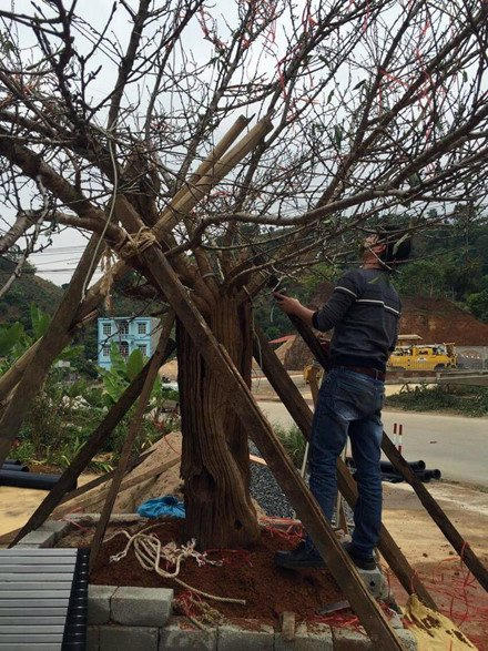 C&acirc;y đ&agrave;o rừng Sơn La g&acirc;y sốt to&agrave;n d&acirc;n chơi mấy ng&agrave;y qua