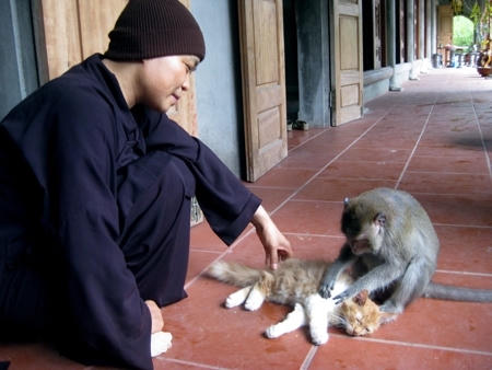 Sư Thích Diệu Mơ - trụ trì chùa Nhẫm Dương - chơi đùa với một con khỉ của mình.