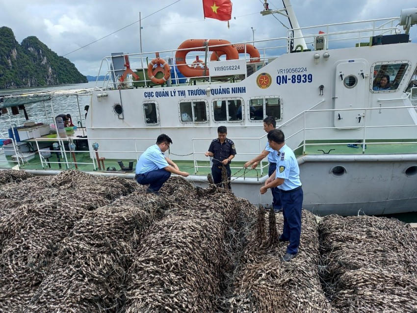 Lực lượng chức năng đã thu giữ 63 tấn hàu giống không rõ xuất xứ trị giá 1,5 tỷ đồng. Ảnh Cục QLTT Quảng Ninh