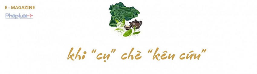 Cần giải pháp bảo tồn và phát triển cây chè shan tuyết vùng cao