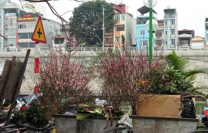 Hết Tết đ&agrave;o c&agrave;nh vẫn h&uacute;t kh&aacute;ch