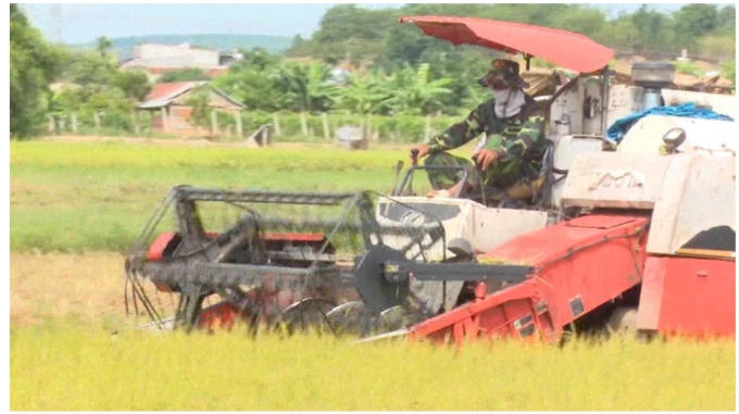 Người dân Buôn Chóah rộn ràng trong mùa thu hoạch lúa ST25.