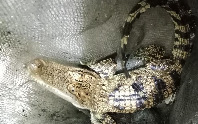 Nghệ An: Phát hiện cá sấu trong hồ ở trung tâm thị xã