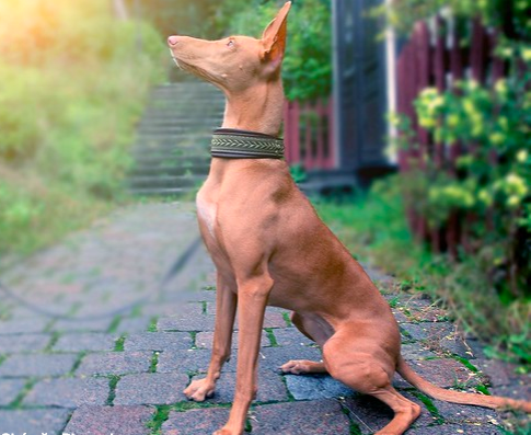 5. Chó săn Pharaoh: Giá Mặc dù trông giống hệt những con chó Ai Cập cổ đại, chúng không có tổ tiên từ Ai Cập. Nguồn gốc của chúng là một bí ẩn. Chúng thông minh, năng động và thân thiện. Và những con chó này “đỏ mặt” khi chúng bị kích thích: mũi và tai của chúng chuyển sang màu hồng đậm.