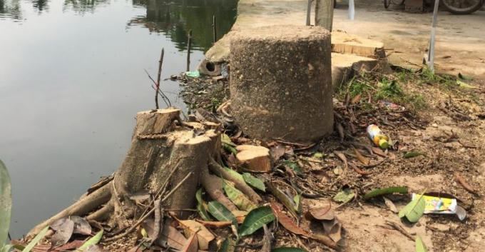 Nhiều cây xanh có đường kính gốc lên đến 50cm cũng bị đốn hạ tại xã Cẩm Yên (Thạch Thất) gây xôn xao dư luận. Ảnh: Nhị Tiến