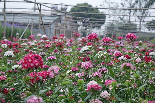 Những cánh đồng hoa Phăng Xê rực rỡ sắc màu.