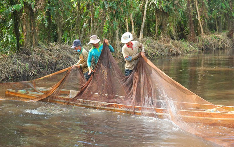 Trải nghiệm chụp đìa thu hoạch cá đồng tại Vườn Quốc gia U Minh hạ. 