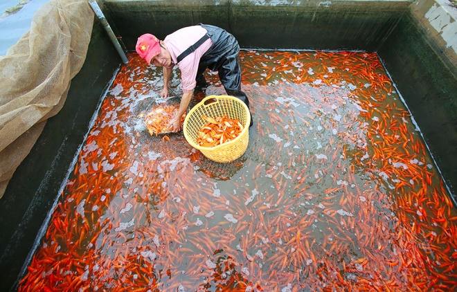 Anh Nguyễn Hữu Thắng cho hay, từ tháng 4 âm lịch bắt đầu cho cá bố mẹ sinh sản để thả vào 2 sào mặt nước. Gia đình thả 10.000 con, nhưng tỷ lệ đạt chất lượng không cao lắm, chỉ hơn 1,5 tạ cá thành phẩm, thu 12 triệu đồng.