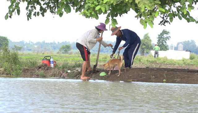 Mỗi khi mùa nước lũ về, công việc săn chuột đồng trở thành thú vui và có thêm nguồn thu nhập đáng kể của người dân miền Tây.