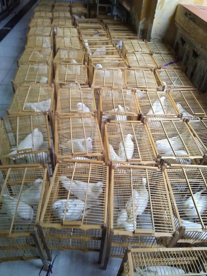 Góc khuất phóng sinh thời 'cô vi' - ảnh 3