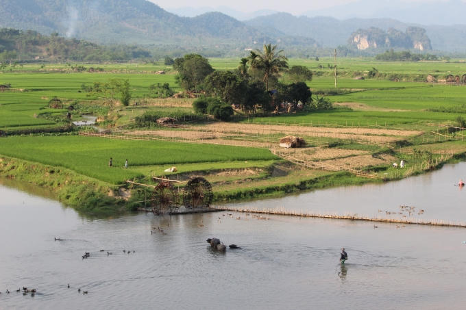 Đồng ruộng xanh mướt ở Chiêng Ngam (ảnh: Minh Long).