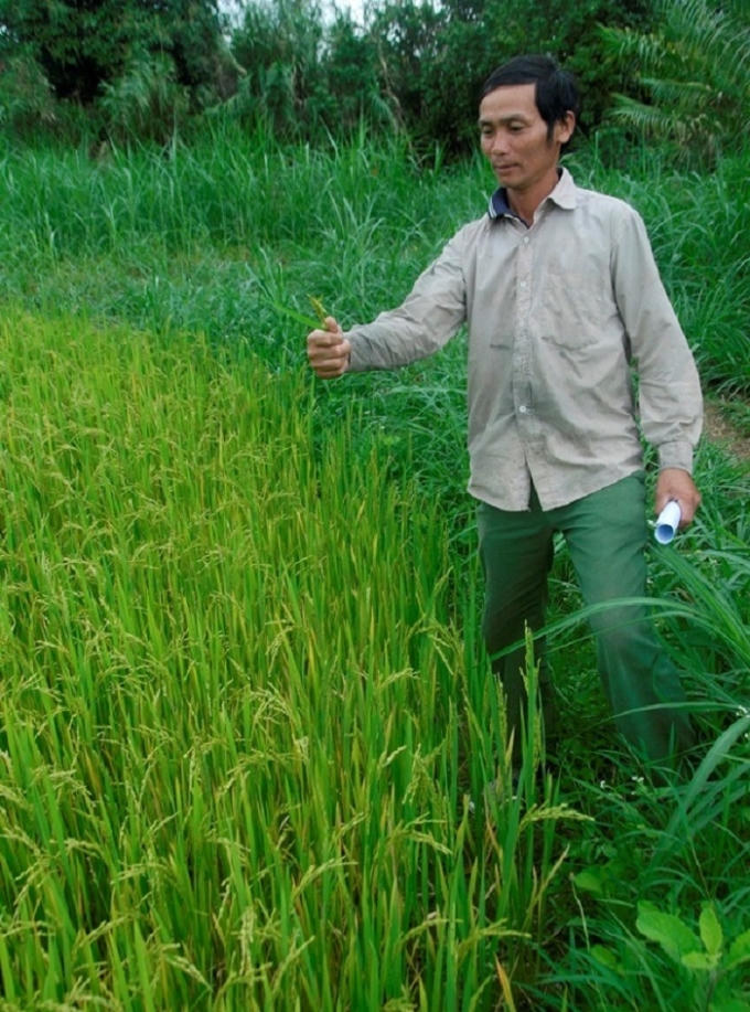 Nông dân Trần Văn Phê bên đám ruộng lúa trỗ nhưng lép hết.