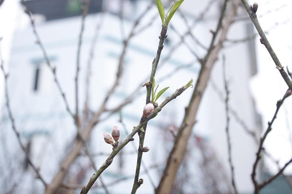 Ảnh: Như Trường