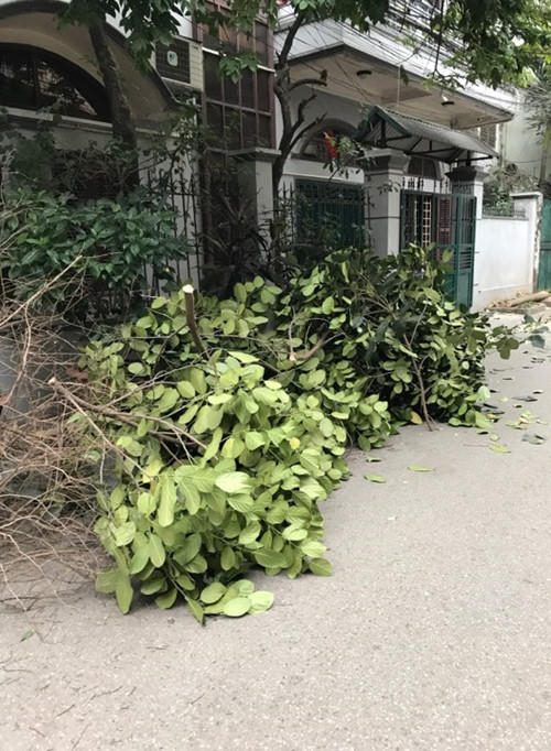 Bỏ luôn cành lá tại cổng nhà dân.