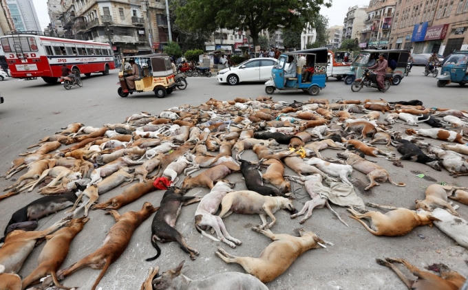 Thi thể của những chú chó hoang nằm rải rác trên khắp thành phố 20 triệu dân. (Ảnh: Reuters)
