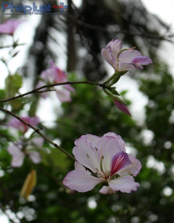 Cây Ban có 2 loại, đặt theo màu sắc của cánh hoa: Ban tím và Ban trắng (về hình dáng cây, lá, nụ thì chúng giống nhau). Nhưng màu sắc, kích thước, cũng như thời gian nở và ra hoa của chúng khác nhau.(Ảnh: Đức Biên)