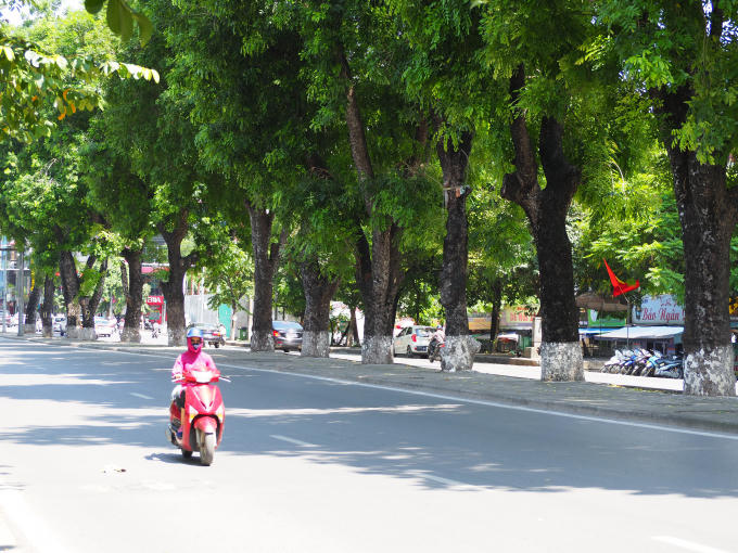 Hàng cây xà cừ trên đường Kim Mã vốn quen thuộc đối với người dân Hà Nội.