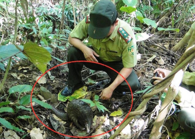 Cán bộ kiểm lâm của Vườn quốc gia Pù Mát ghi lại hình ảnh tê tê trước khi thả vào rừng.