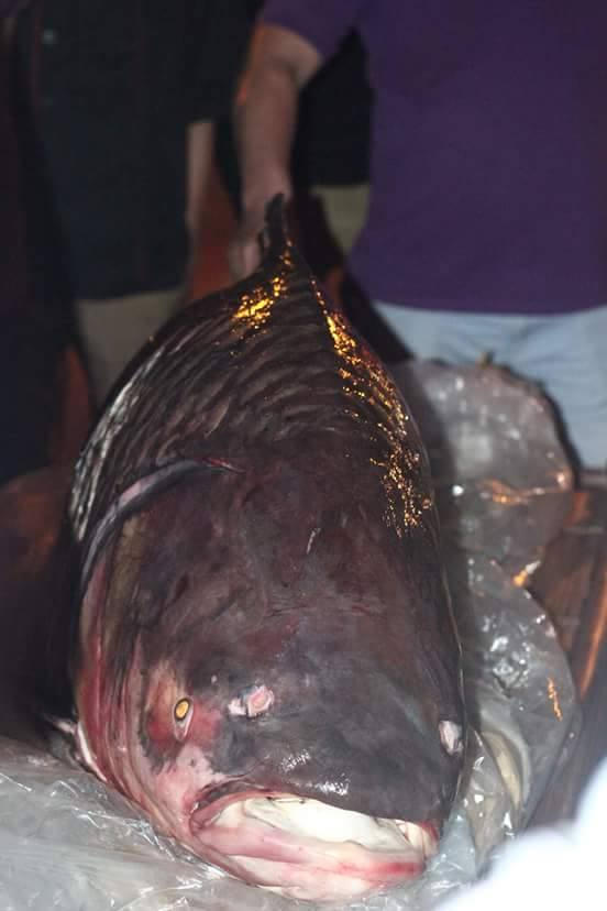 Chú cá này được bán với giá gần 3 triệu đồng/1kg.