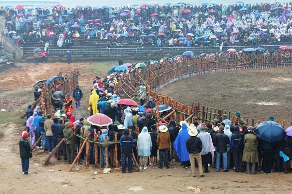 Ngay từ sớm, trước khi lễ hội chọi trâu diễn ra người dân đã tập trung đầy đủ trước sân đấu để theo dõi những pha đấu đầu nảy lửa.