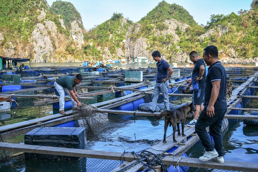 Người nuôi biển ở Vân Đồn vẫn mong chờ một khu sản xuất giống để phát triển nghề nuôi bền vững.
